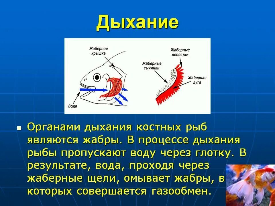 Особенности строения жаб котсных рыб. Органы дыхания рыб жабры. Органы дыхательной системы у рыб. Строение жабр рыб и процессы газообмена. Прочитайте рыбе вода