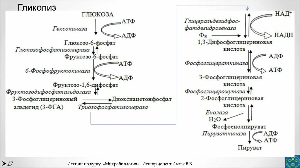 Гликолиз схема реакций. Схема реакции аэробного гликолиза Глюкозы. Гликолиз формулы биохимия. Аэробный гликолиз биохимия схема. Аэробного расщепления