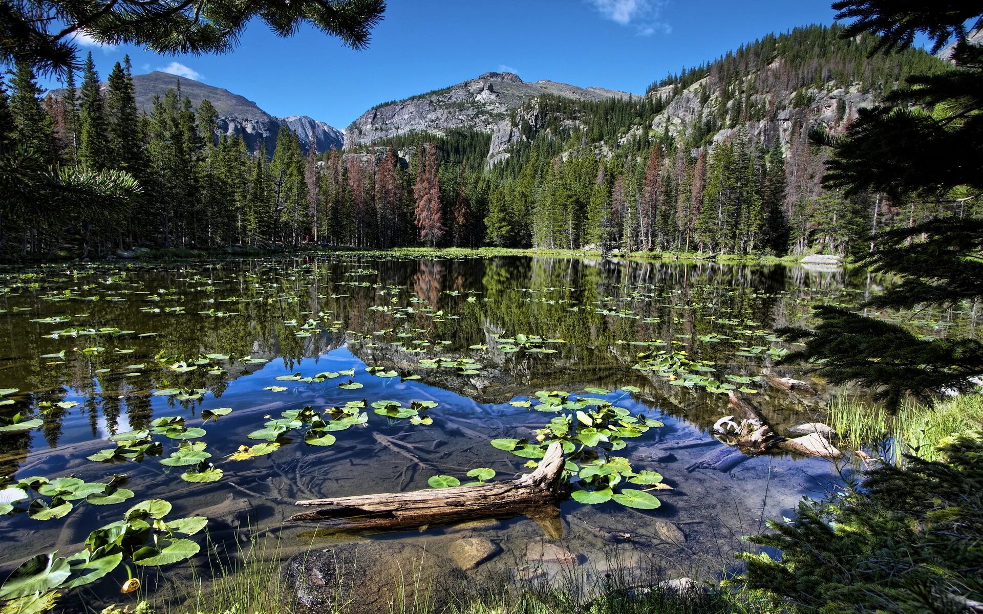 Lake download. Шварцвальд озеро. Ергаки. Южный Шварцвальд озеро. Лесное озеро (Forest Lake).