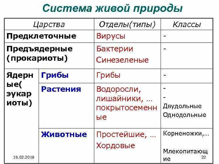 Царство ПРЕДЪЯДЕРНЫЕ бактерии. Бактерии отдел Тип. Тип отдел. Царство Предклеточные.