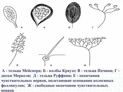 Тельца мейснера