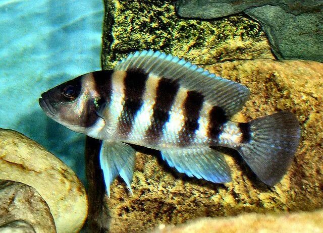 Рыбы озера танганьика. Tanganyika Cichlids. Цихлиды Танганьики-лампрологусы. Цихлиды озера Танганьика. Цихлиды ракушечники оз Танганьика.