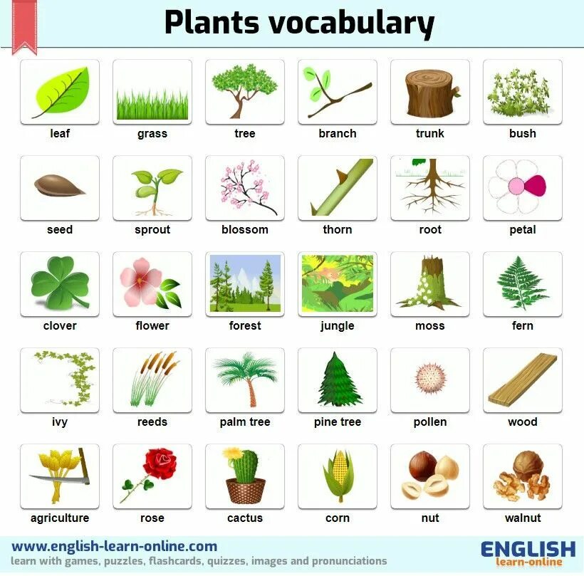 English vocabulary 5. Английские карточки растения. Растения на английском языке. Тема растения на английском. Plants Vocabulary.