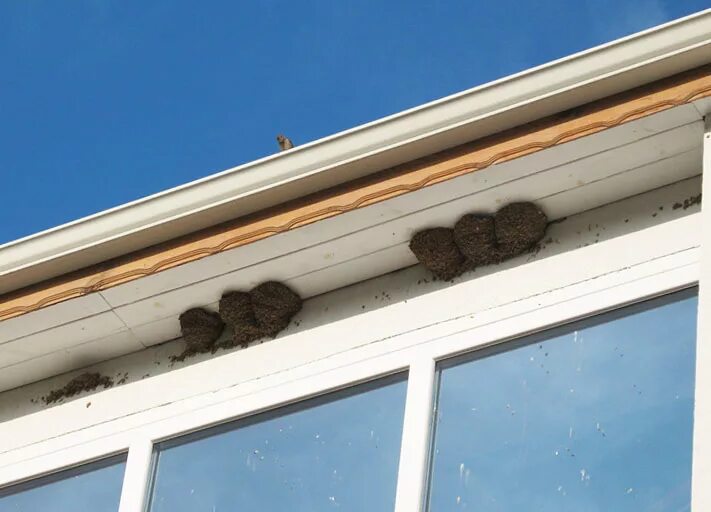 гнездо под окном. гнездо под окном. птицы свили гнездо. ласточкино гнездо под крышек. птицы вьющие гнезда под крышами домов.