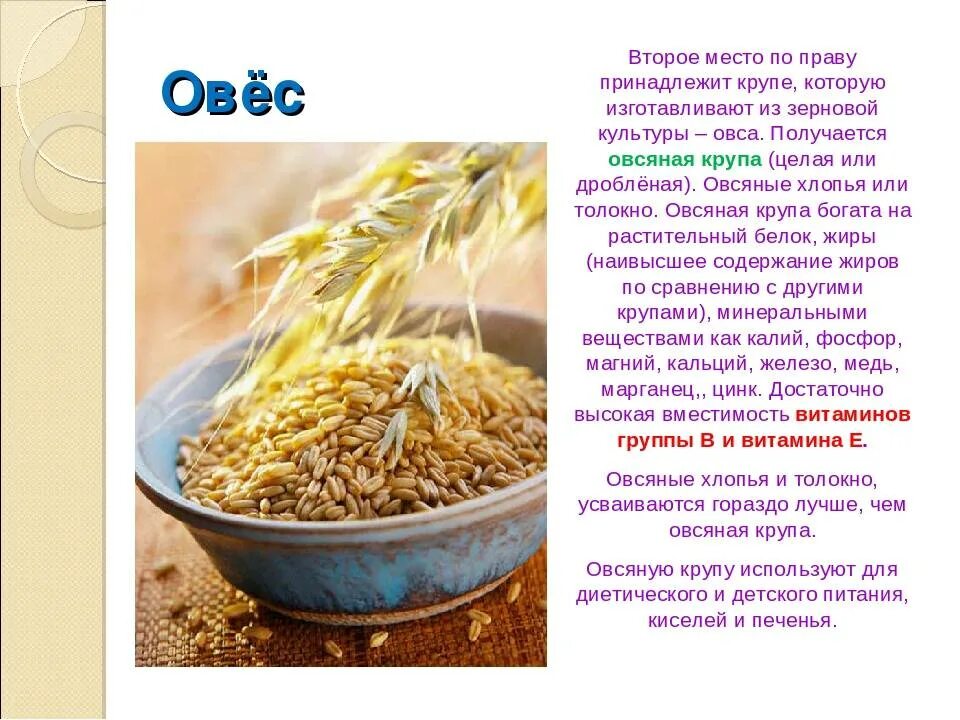 Лечение отваром овса. Овес для человека. Чем полезен овес. Овёс полезные качества. Овес для отваров и настоев.