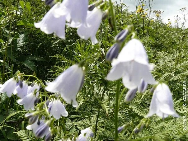 Колокольчик Альба Плена персиколистный (Campanula persicifolia) купить с доставк
