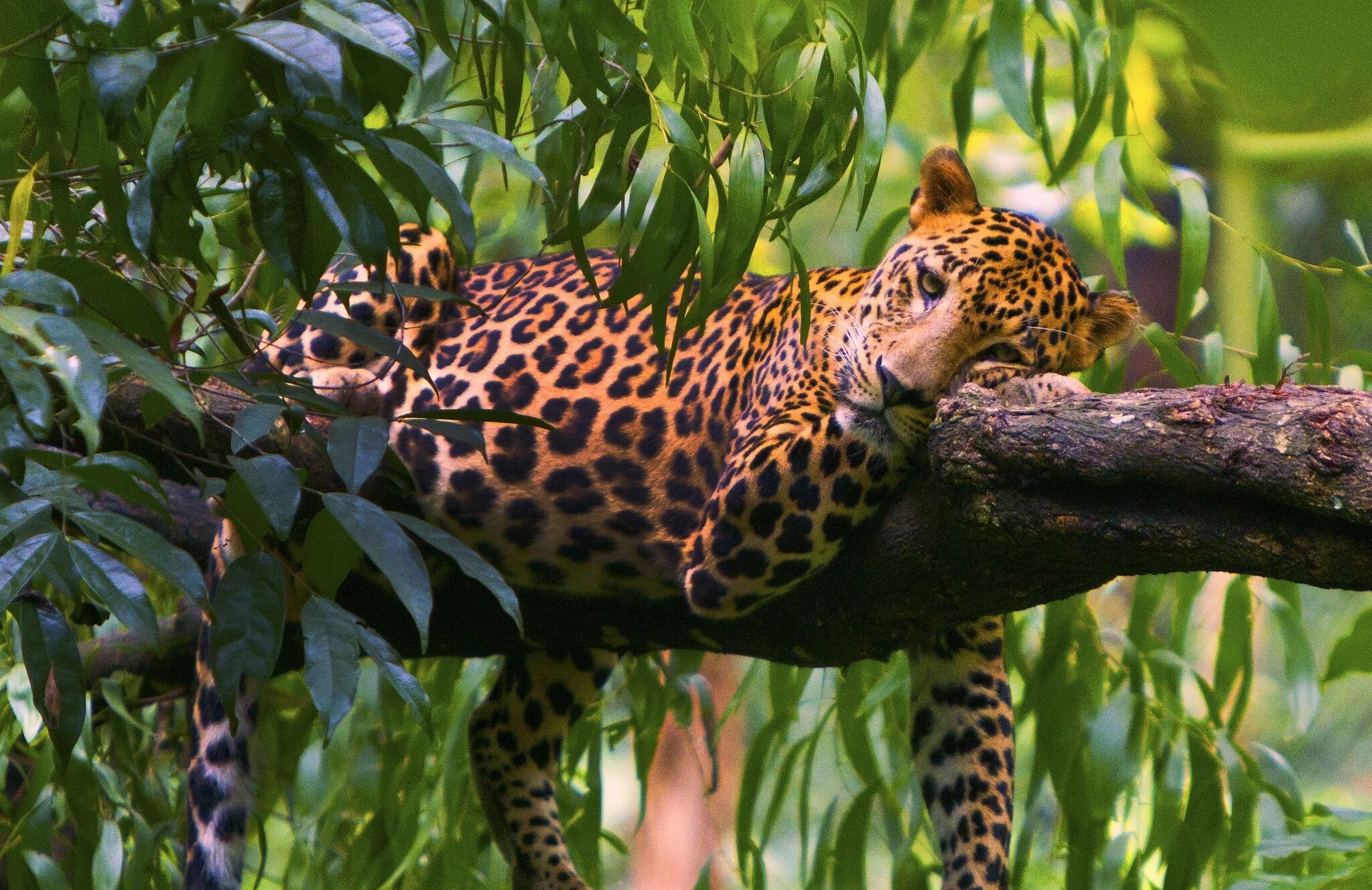 Амазонский Ягуар. Южноафриканский леопард. Ягуар в Амазонии. Сельва чёрный Ягуар.