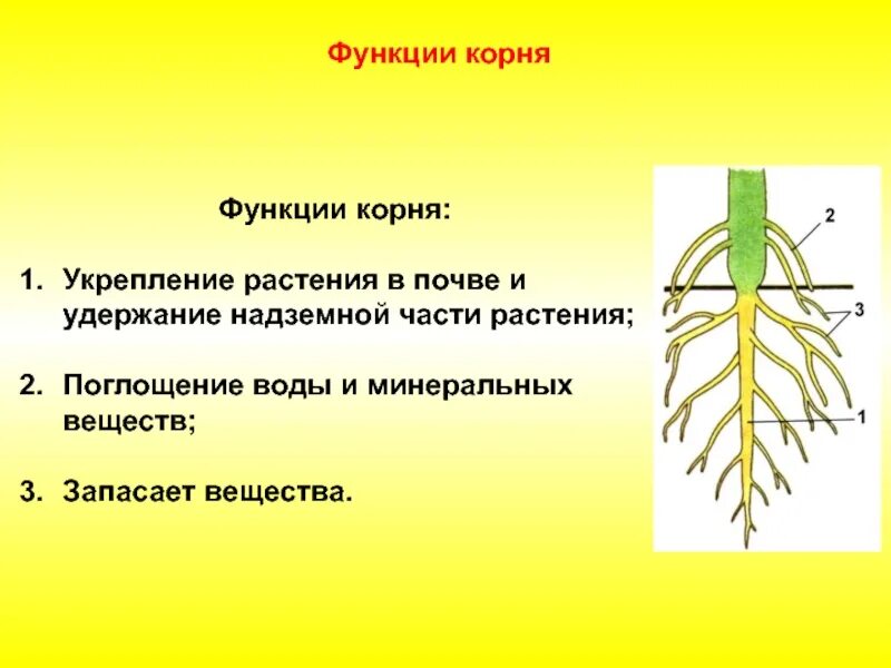 Надземные части корня. Корни цветкового растения функции. Поглощение корнями воды и Минеральных веществ. Функции корня биология 7 класс. Корень функции корня.