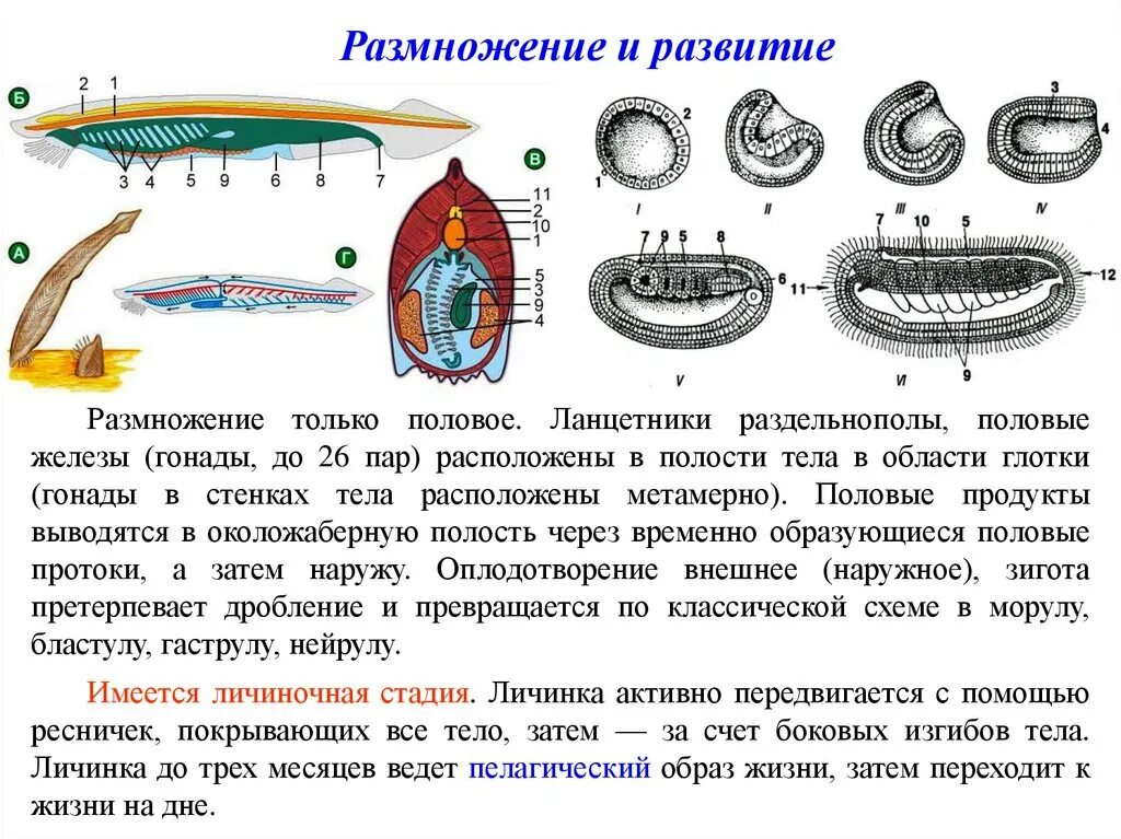 Эмбриогенез ланцетника. Схема развития ланцетника. Дробление ланцетника. Схема эмбрионального развития ланцетника.