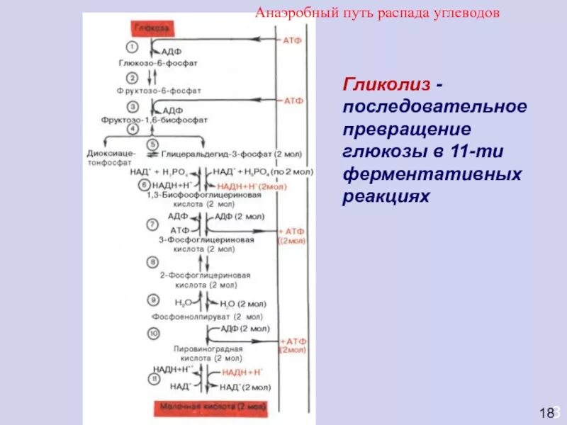 Пути распада. Схема анаэробного превращения Глюкозы. Этапы аэробного распада Глюкозы биохимия. Краткая схема гликолиза. Схема схема анаэробного гликолиза.