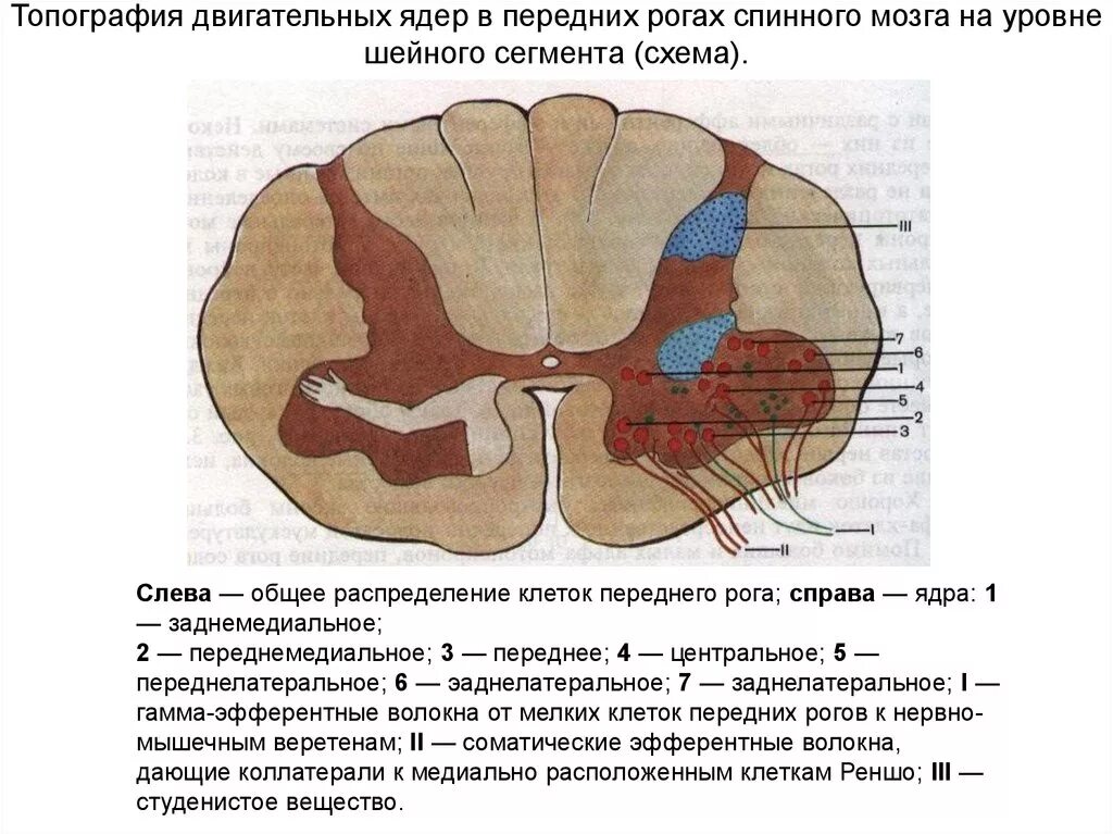 Ядра переднего рога спинного мозга. Двигательные ядра передних Рогов спинного мозга. Ядра передних Рогов спинного мозга функции. Функции ядер Рогов спинного мозга.