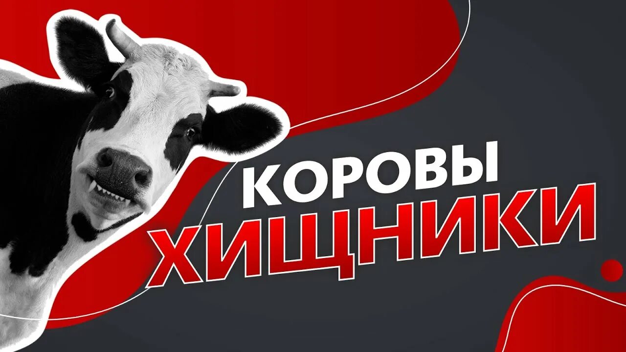 Плотоядная корова. Хищная корова. корова хищник. почему коровы хищники.