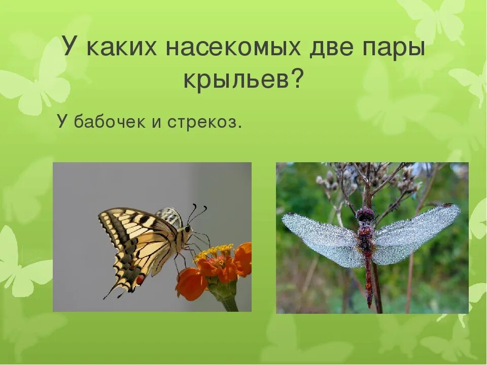 Пары крыльев у насекомых. Две пары крыльев у насекомых. насекомые с одной парой крыльев. у каких насекомых 4 крыла. насекомое с 2 парами крыльев.