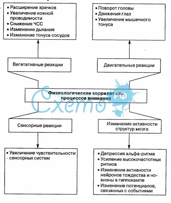 Психофизиологическое восприятие. Физиологические корреляты процессов внимания. Физиологические основы внимания схема. Психофизиология внимания схема. Карта схема психофизиология внимания.