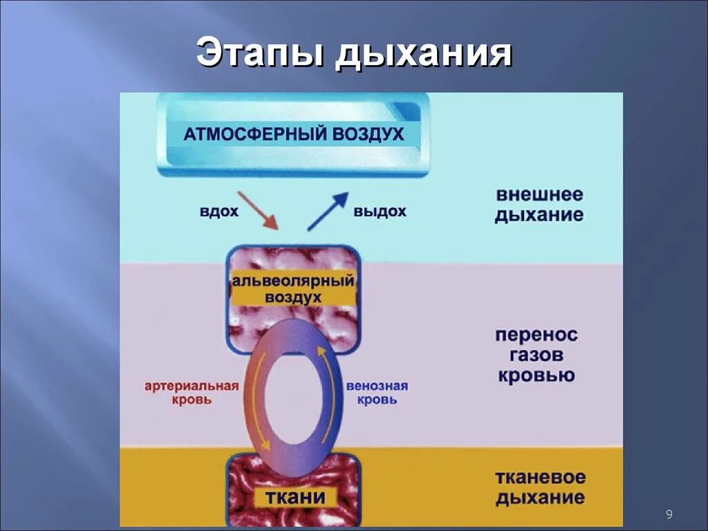 Основные этапы процесса дыхания вдох. Этапы процесса дыхания схема. Стадии процесса дыхания человека. Последовательность этапов процесса дыхания