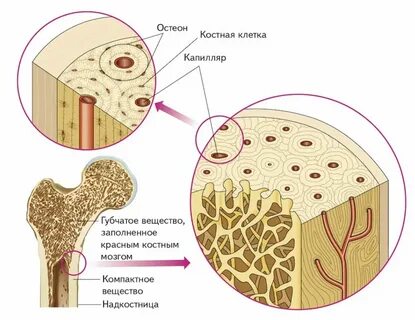 Губчатые легкие наличие волосяного