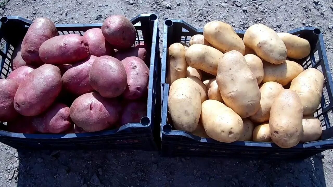 Картофель сорт пароли. Суперурожайные сорта картофеля. сорт картофеля бернина. картофель вр 808. самый высокоурожайный сорт картофеля.