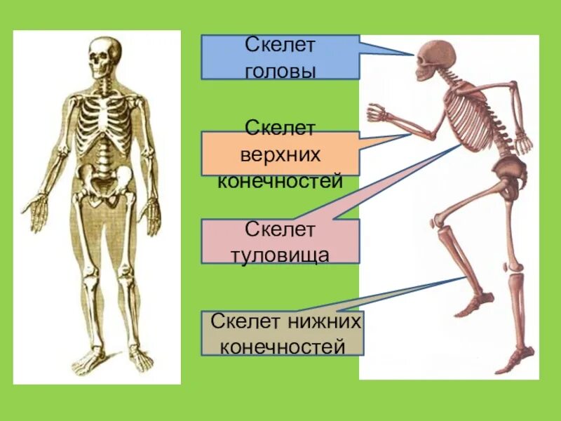 Скелет туловища и конечностей. Общий обзор скелета конечностей. измерение длины конечностей скелет.
