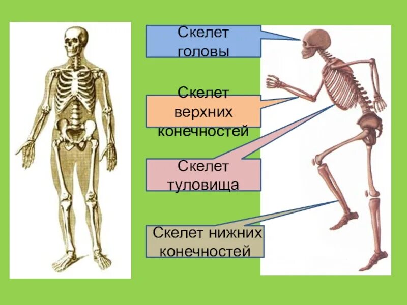 Тело скелета. Скелет конечностей. Скелет туловища скелет конечностей. Скелет верхних и нижних конечностей.