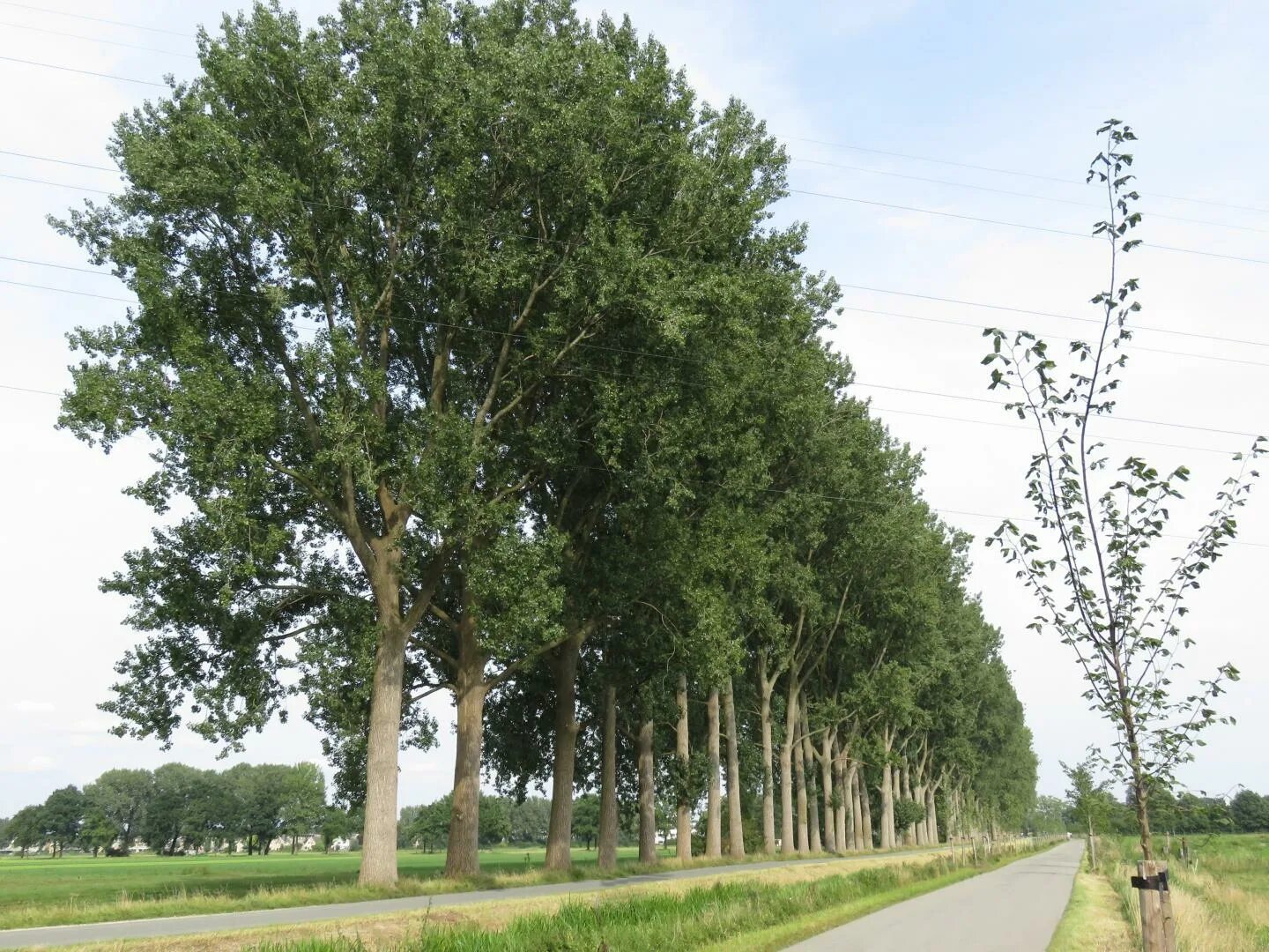 Тополь канадский (Populus canadensis). Тополь бальзамический пирамидальный. Тополь бальзамический крона. Тополь Берлинский пирамидальный.