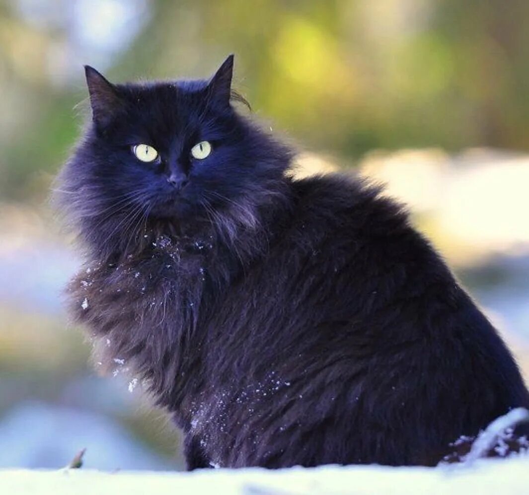 Сибирская длинношерстная кошка черная. Норвежская длинношерстная Лесная кошка чёрная. Невская Лесная кошка Чарная. Сибирский длинношерстный черный кот. Черная кошка россия