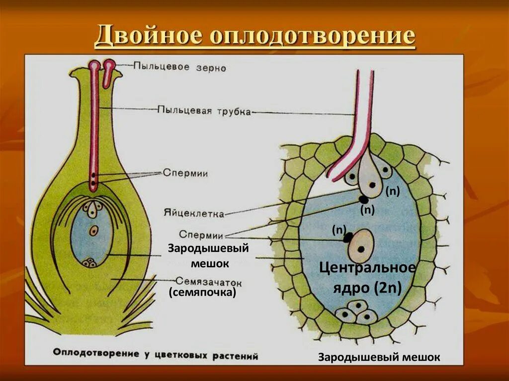 Проникновение спермиев в зародышевый мешок перенос пыльцы. Двойное оплодотворение у покрытосеменных растений. Схема двойного оплодотворения у покрытосеменных растений. Оплодотворение пыльцевого зерна схема. Схема двойного оплодотворения у цветковых растений.