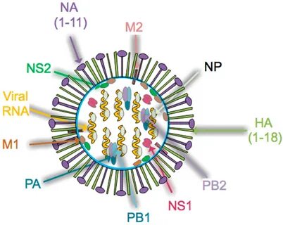 Influenza virus a
