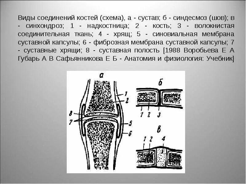 Синдесмоз синхондроз сустав. Схема соединения костей. Типы соединения костей схема. Синдесмозы соединения. Сустав 2 соединение костей