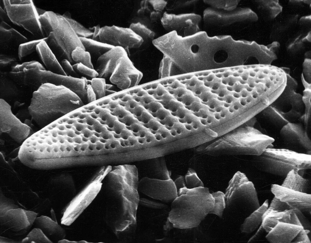 Панцирь диатомовых водорослей. Bacillariophyta диатомовые водоросли. Bacillariophyta диатомовые водоросли. Диатомовые водоросли под микроскопом. Морские диатомовые водоросли.