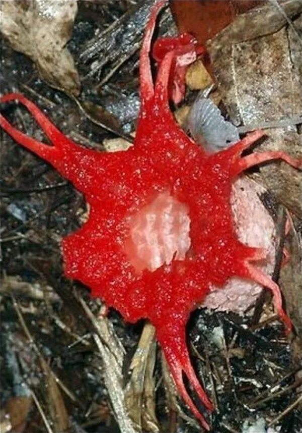 Самые страшные растения. Морской гриб (aseroe rubra).. страшные цветы.
