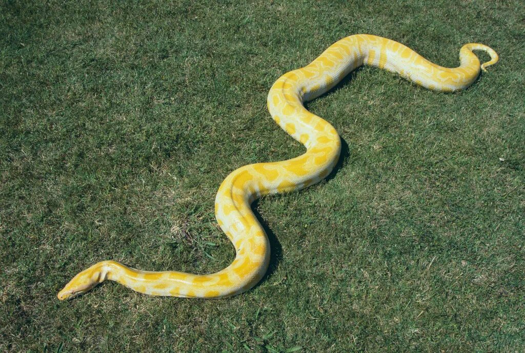 Snakes are longer. 20! В питоне. Семейство питоны (Pythonidae). Пикча изучаю питон. Long Python.