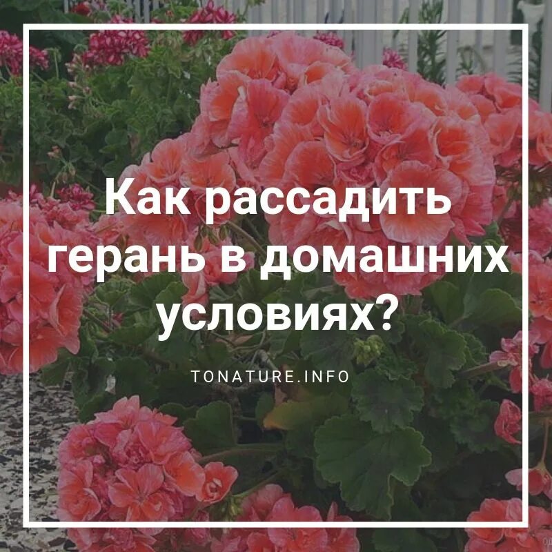 Королевская герань размножение. Почему герань перестает цвести. Как заставить цвести пеларгонию в домашних условиях. Как размножается герань комнатная в домашних условиях. Как заставить цвести королевскую пеларгонию.