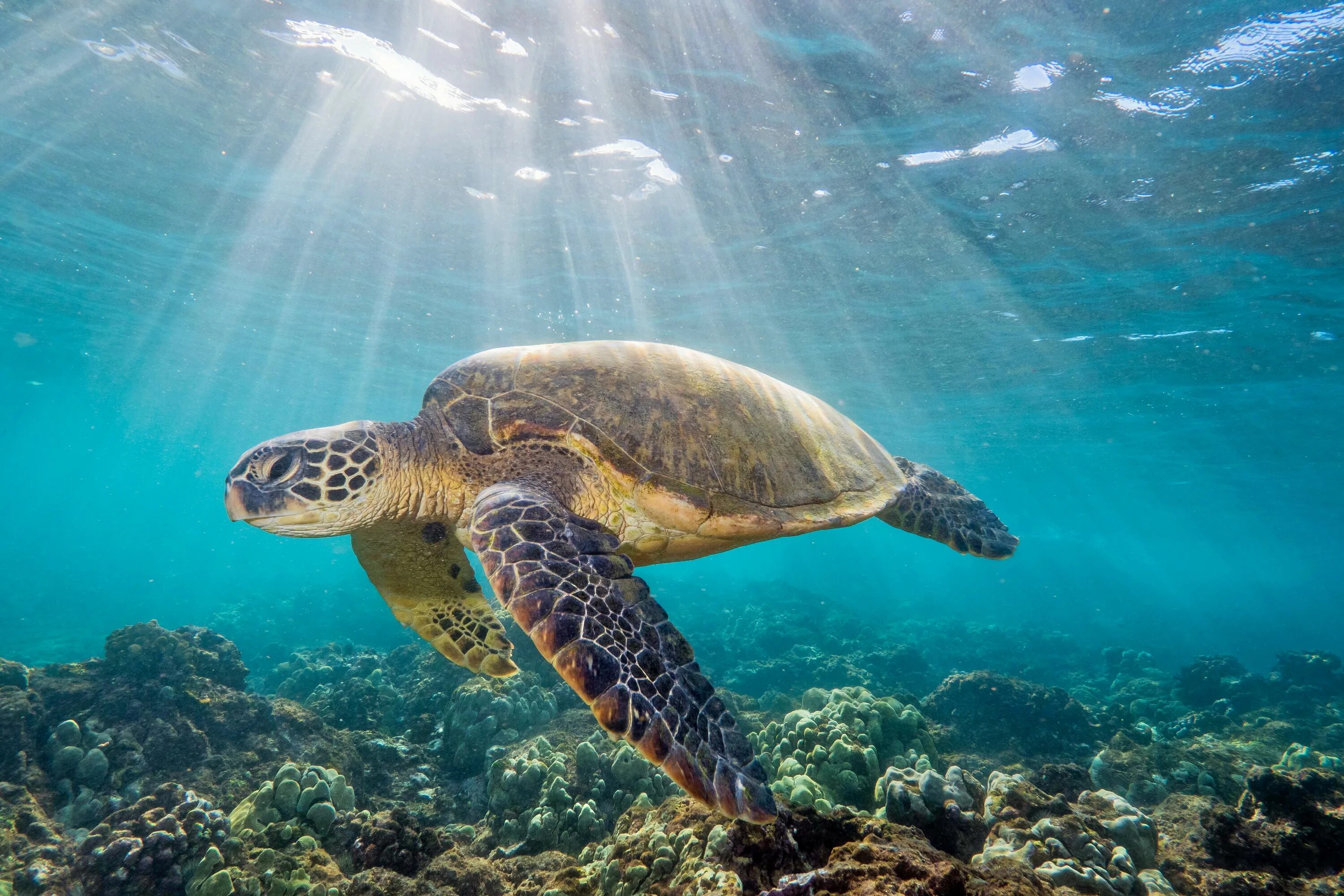 Зеленая морская черепаха ареал. В каком море черепахи. Морская черепаха бисса. В каком море черепахи. Восточная (тихоокеанская) зелёная черепаха.