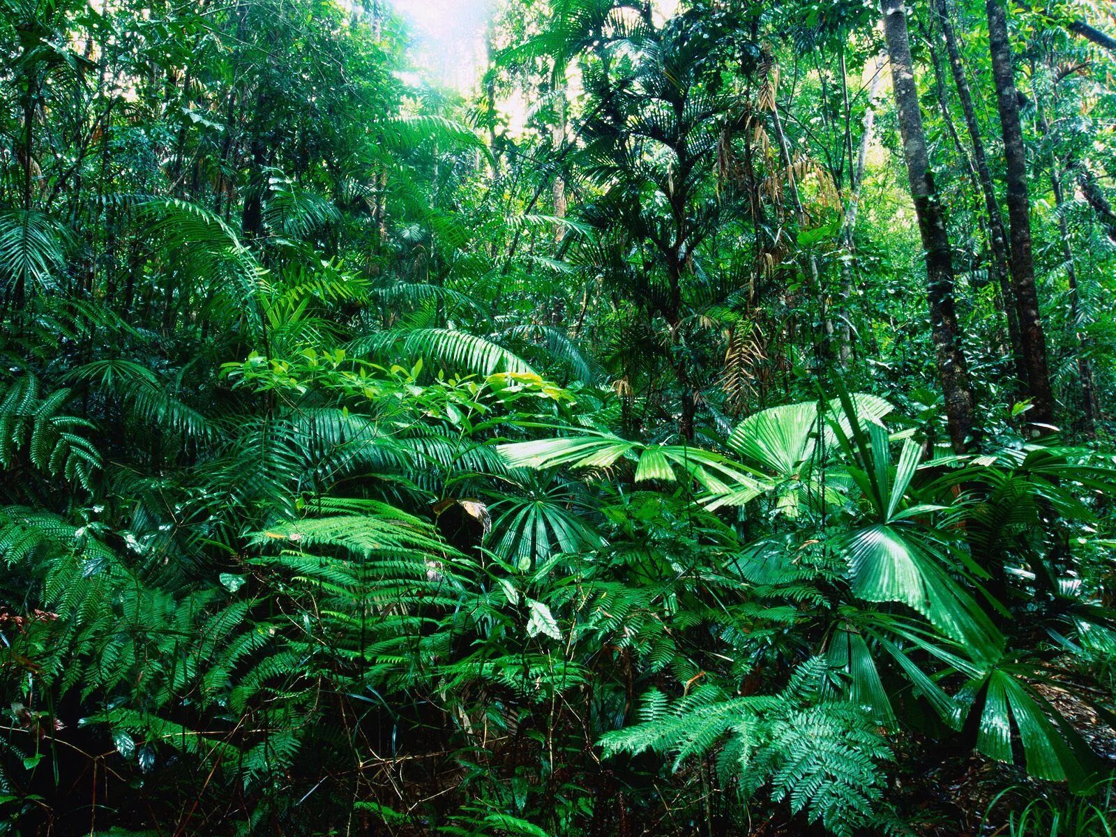 Природная зона тропические леса. Тропикал Рейнфорест. Гилеи Южной Америки. Rainforest – тропический лес. Тропические дождевые леса Африка.