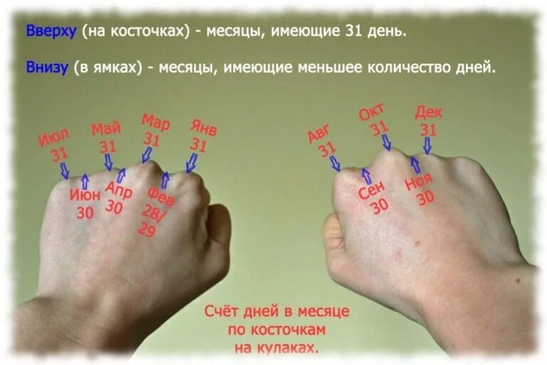 Рассчитать дни в месяцах. Как посчитать на косточках месяца. Сколько дней в месяце по костяшкам. Дни в месяцах. Сколько дней в месяцах.