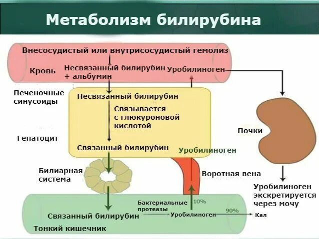 Билирубин 44. Связанный и несвязанный билирубин. обменные процессы билирубина. метаболизм билирубина схема. метаболизм билирубина.