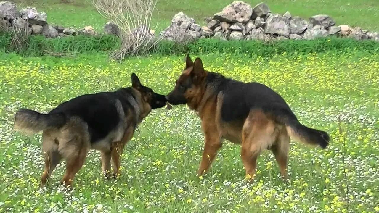 Немецкий боксер и лабрадор. Вязка крупных собак. Вязка суки. Случка у собаки немецкая овчарка. Вязка собак.