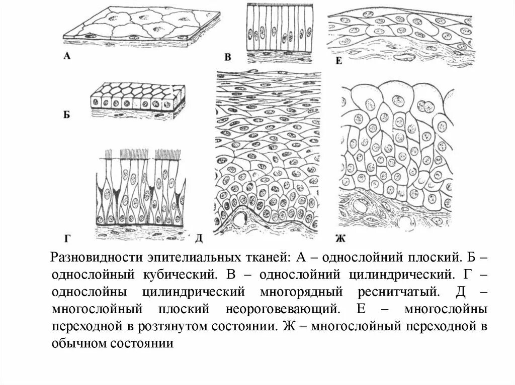 Виды тканей рисунки. Типы эпителиальной ткани рисунки. Однослойный кубический эпителий Тип ткани. Разновидности однослойного эпителия. Эпителиальная ткань многослойный эпителий рисунок.