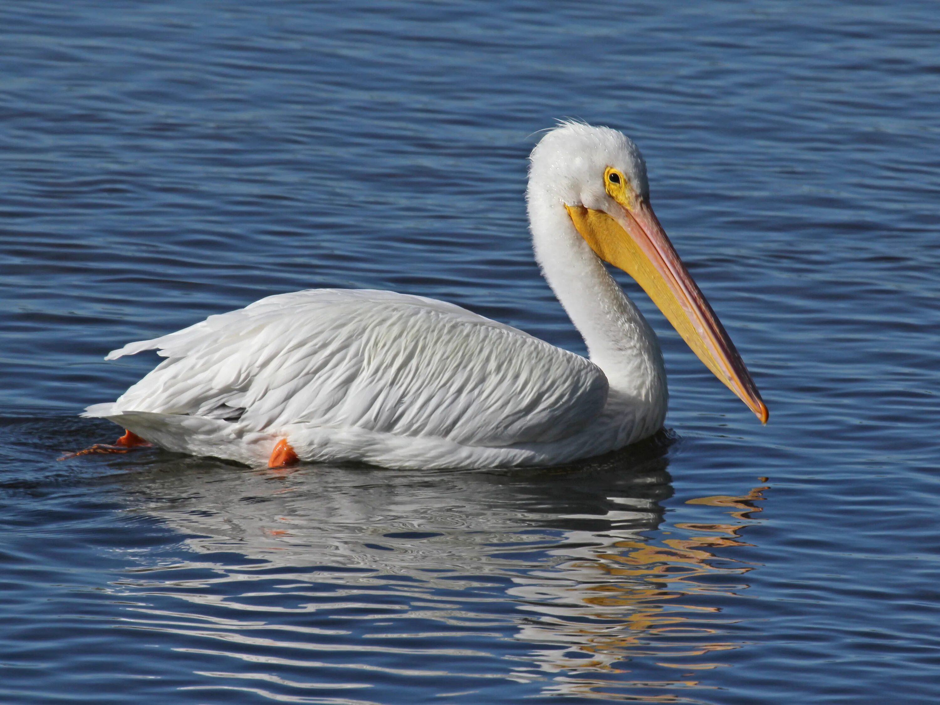 Американский Пеликан. Пеликан птица белый. Pelecanus erythrorhynchos. Пеликан Южная Америка. Пелекан