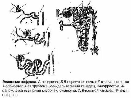 Нефроны крысы