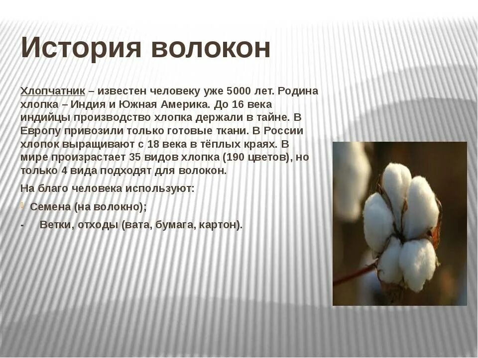 Хлопка дата. Рассказ о хлопке. история хлопка. хлопок краткое описание. краткая информация о хлопке.