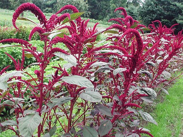 Амарант растение рассада. Семейство амарантовых фото и название. Амарант рассада. Амарант рассада. Амарант пигми торч темный.