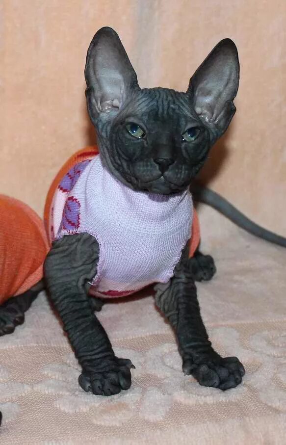 канадский сфинкс шоколадный. петерболд петербургский сфинкс. сфинкс 2 года. сфинкс 2 года. сфинкс 2 года.