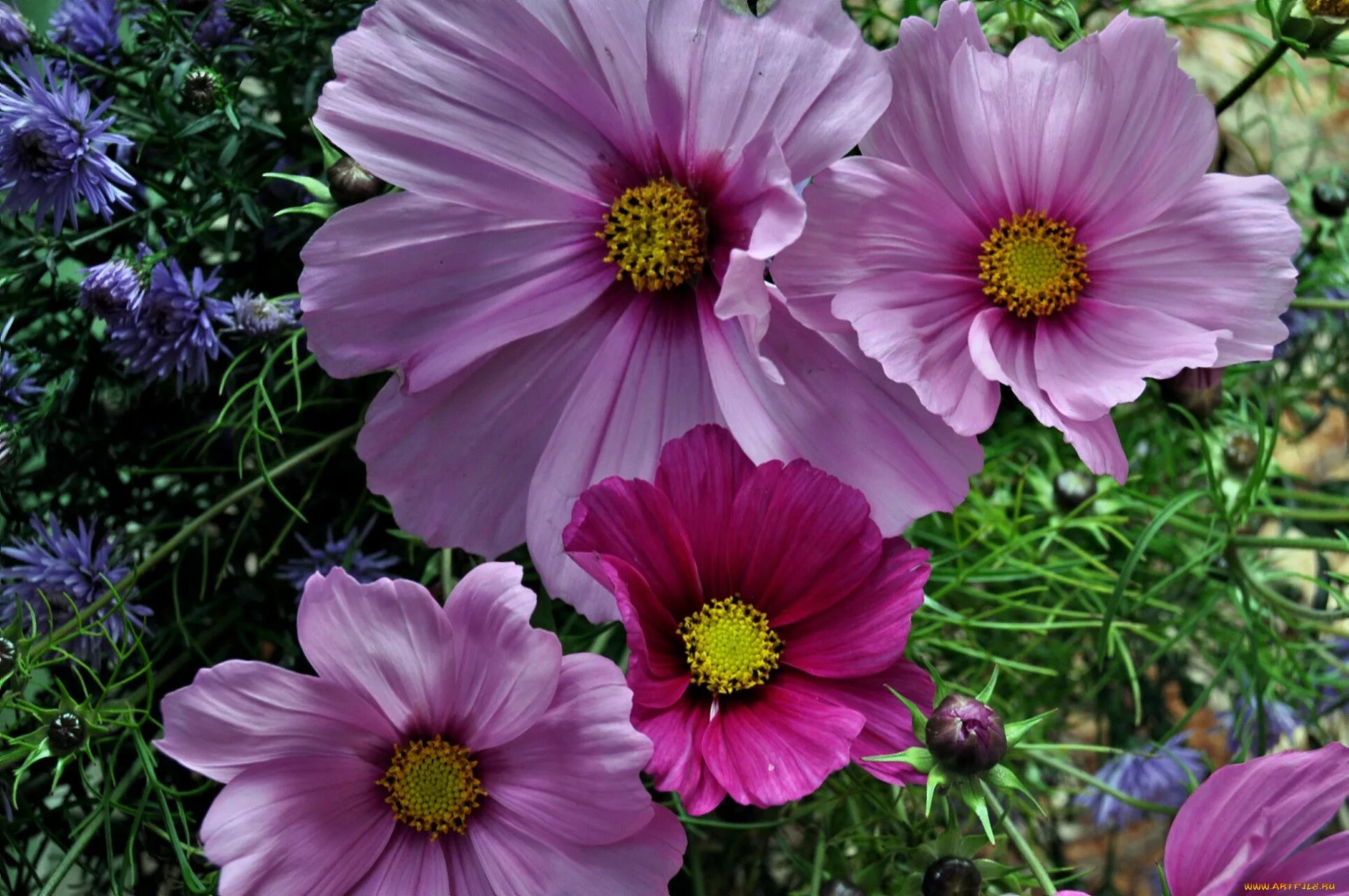 Космея соната. Космея бордюрная. Однолетники космея. Космея космос. Космея цветок однолетний.