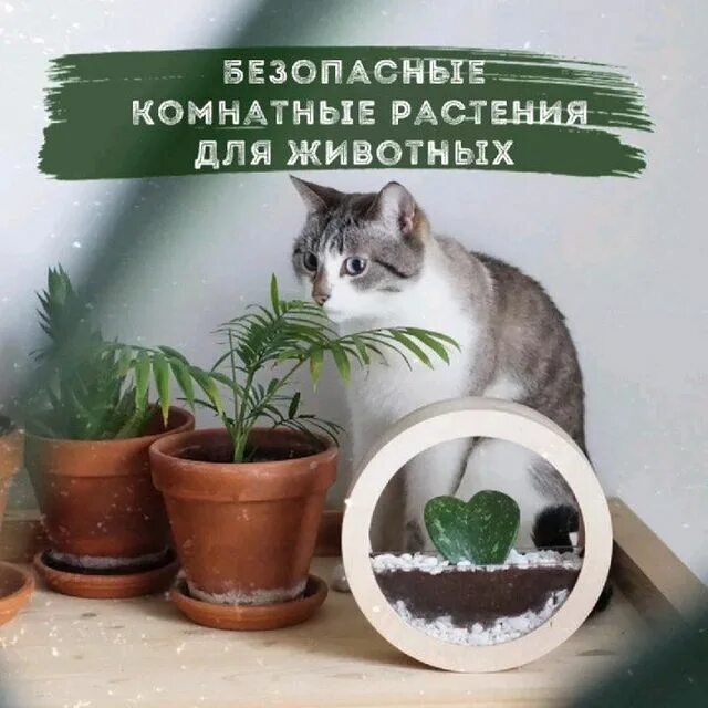 Растения безопасные для животных. Комнатные растения безопасные для кошек в картинках с названиями. цветы безопасные для животных. сломанные и пожеванные животными растения.