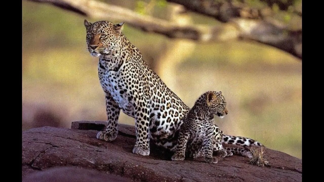 Леопард форум. Дымский леопард. Дальневосточный леопард (амурский барс). Леопард форум. Пантера и леопард.