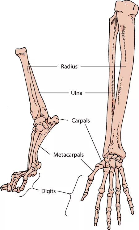 Анатомия костей передней лапы собаки. Анатомия костей передней лапы кошки. Строение кости передней лапы собаки. Скелет передней конечности собаки. Рассмотрите кости задних конечностей назовите их обратите