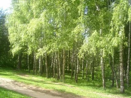Роща калуга