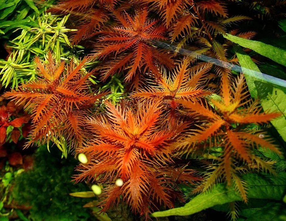 прозерпинака аквариумное растение. прозерпинака палюстрис proserpinaca palustris. прозерпинака палюстрис. палюстрис аквариумное растение. прозерпинака болотная палюстрис.