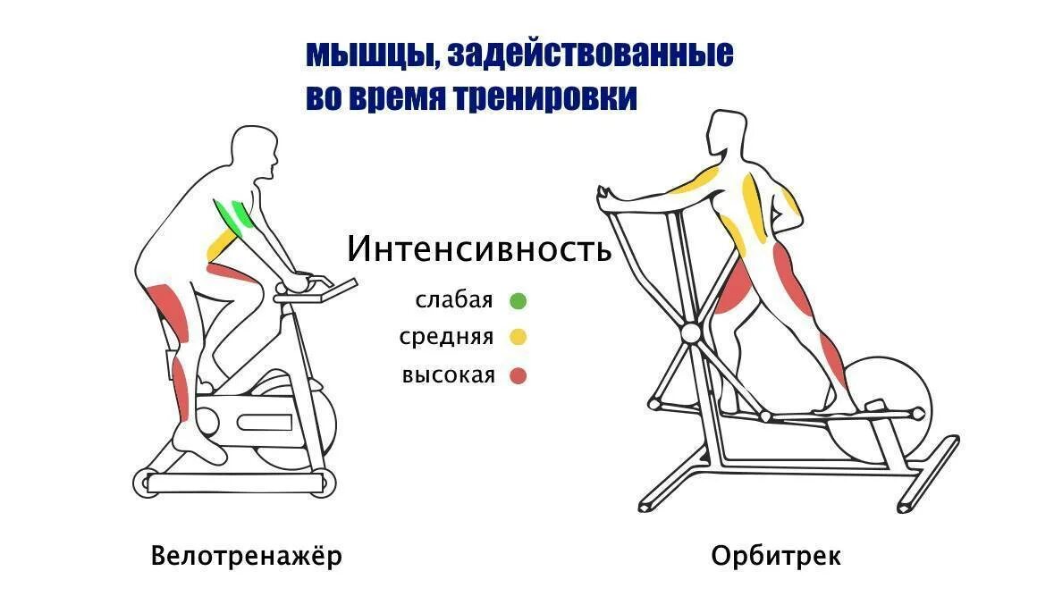Тренажер эллипс группы мышц. Эллиптический тренажер мышцы. Эллиптический тренажер какие мышцы задействованы. Мышцы задействованные на эллипсоиде.